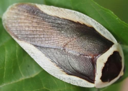 Gyna sp.